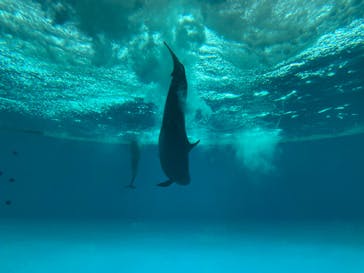 アクアワールド茨城県大洗水族館に投稿された画像（2023/5/3）