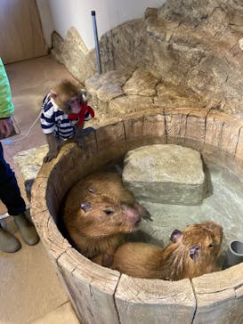 おさるランド＆アニタウン　日光さる軍団劇場に投稿された画像（2023/5/3）