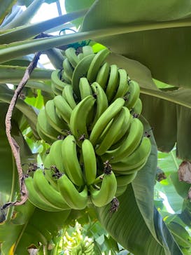 熱川バナナワニ園に投稿された画像（2023/5/3）