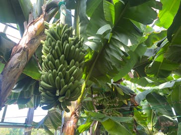 熱川バナナワニ園に投稿された画像（2023/5/3）