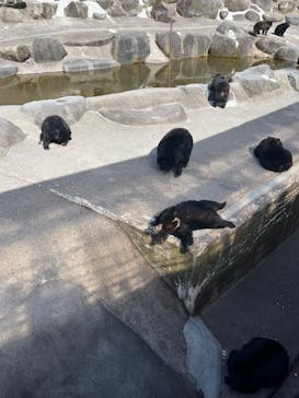 奥飛騨クマ牧場に投稿された画像（2023/5/3）