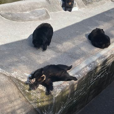 奥飛騨クマ牧場に投稿された画像（2023/5/3）