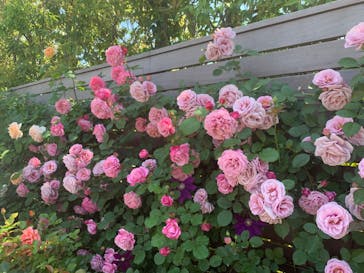 横浜イングリッシュガーデンに投稿された画像（2023/5/3）