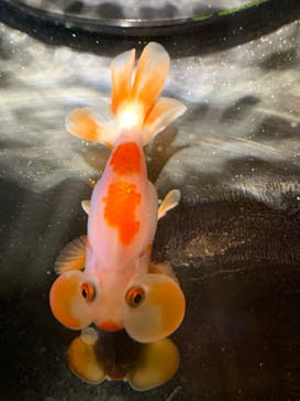 NARA KINGYO MUSEUMに投稿された画像（2023/5/3）