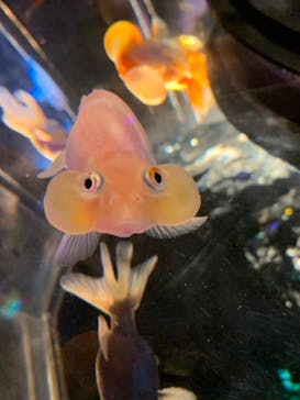 NARA KINGYO MUSEUMに投稿された画像（2023/5/3）