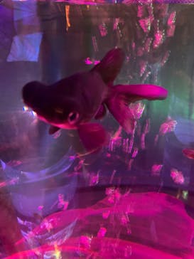 NARA KINGYO MUSEUMに投稿された画像（2023/5/3）