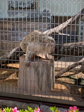 天王寺動物園に投稿された画像（2023/5/3）