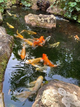 下田ロープウェイに投稿された画像（2023/5/3）