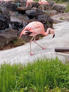 群馬サファリパークに投稿された画像（2023/5/3）