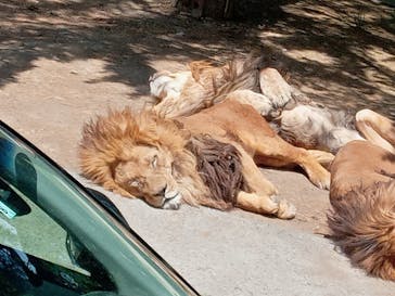 群馬サファリパークに投稿された画像（2023/5/3）