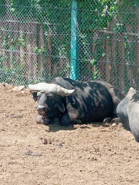 群馬サファリパークに投稿された画像（2023/5/3）