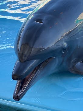 南知多ビーチランド＆南知多おもちゃ王国に投稿された画像（2023/5/3）