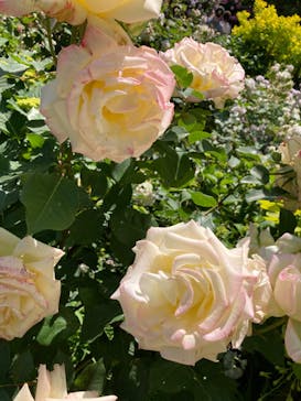 横浜イングリッシュガーデンに投稿された画像（2023/5/3）