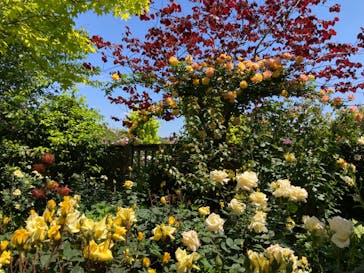 横浜イングリッシュガーデンに投稿された画像（2023/5/3）