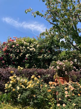 横浜イングリッシュガーデンに投稿された画像（2023/5/3）