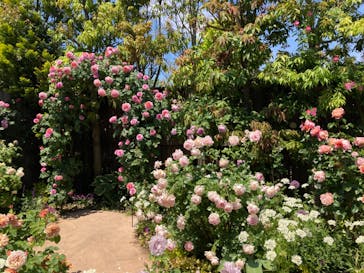 横浜イングリッシュガーデンに投稿された画像（2023/5/3）