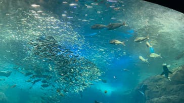 新江ノ島水族館に投稿された画像（2023/5/3）