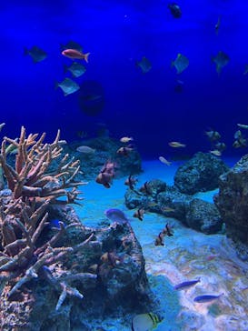 新江ノ島水族館に投稿された画像（2023/5/3）