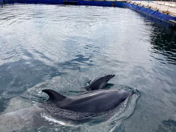 うみたま体験パーク 「つくみイルカ島」に投稿された画像（2023/5/3）