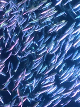 名古屋港水族館に投稿された画像（2023/5/3）