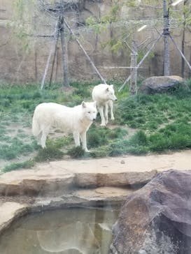 那須どうぶつ王国に投稿された画像（2023/5/3）