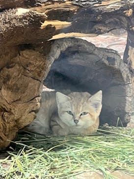那須どうぶつ王国に投稿された画像（2023/5/3）