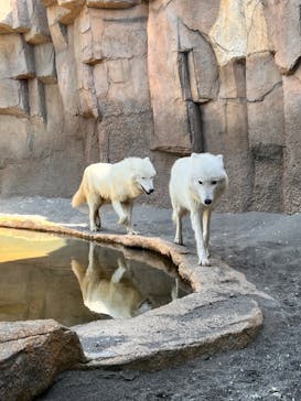 那須どうぶつ王国に投稿された画像（2023/5/3）