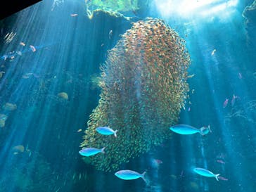 環境水族館アクアマリンふくしまに投稿された画像（2023/5/3）
