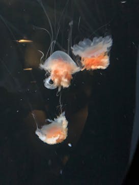 環境水族館アクアマリンふくしまに投稿された画像（2023/5/3）