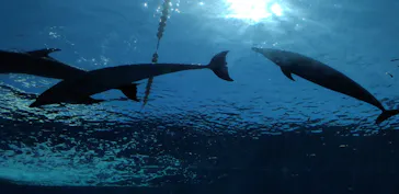 横浜・八景島シーパラダイスに投稿された画像（2023/5/3）