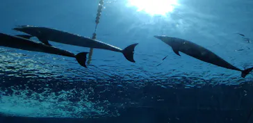 横浜・八景島シーパラダイスに投稿された画像（2023/5/3）