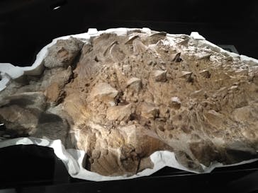 特別展「恐竜博2023」に投稿された画像（2023/5/3）