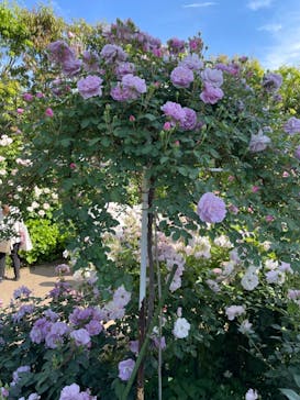 横浜イングリッシュガーデンに投稿された画像（2023/5/3）