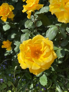 横浜イングリッシュガーデンに投稿された画像（2023/5/3）