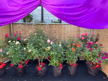 横浜イングリッシュガーデンに投稿された画像（2023/5/3）