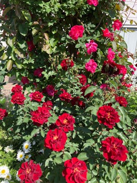 横浜イングリッシュガーデンに投稿された画像（2023/5/3）