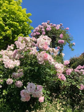 横浜イングリッシュガーデンに投稿された画像（2023/5/3）