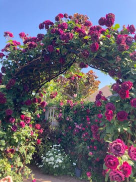 横浜イングリッシュガーデンに投稿された画像（2023/5/3）