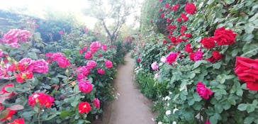 横浜イングリッシュガーデンに投稿された画像（2023/5/3）