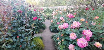 横浜イングリッシュガーデンに投稿された画像（2023/5/3）