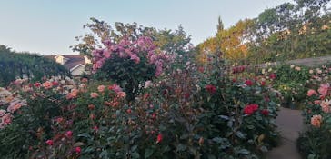 横浜イングリッシュガーデンに投稿された画像（2023/5/3）