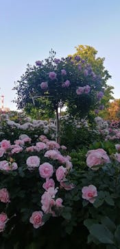 横浜イングリッシュガーデンに投稿された画像（2023/5/3）