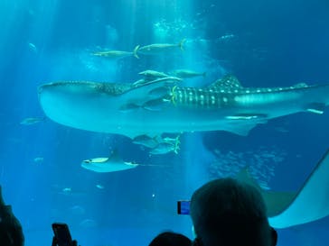 沖縄美ら海水族館に投稿された画像（2023/5/3）