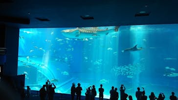 沖縄美ら海水族館に投稿された画像（2023/5/3）
