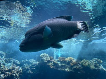 沖縄美ら海水族館に投稿された画像（2023/5/3）