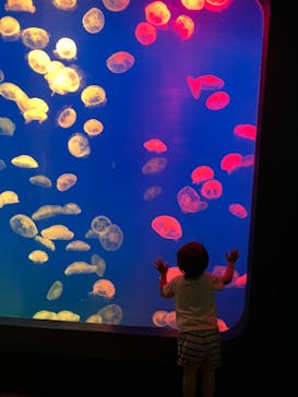 大分マリーンパレス水族館 「うみたまご」に投稿された画像（2023/5/3）