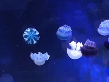 名古屋港水族館に投稿された画像（2023/5/3）