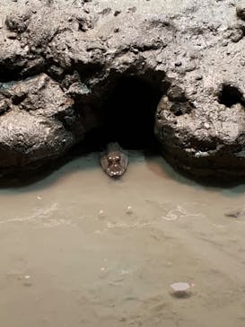 マリンワールド海の中道に投稿された画像（2023/5/3）