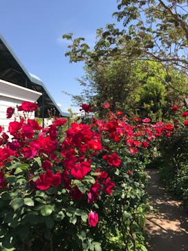 横浜イングリッシュガーデンに投稿された画像（2023/5/3）