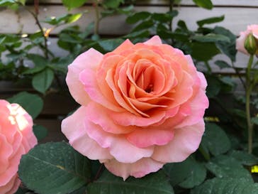 横浜イングリッシュガーデンに投稿された画像（2023/5/3）